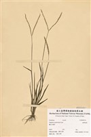 藏品(臺灣雀稗)的圖片